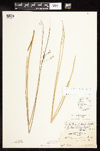 Juncus arcticus var. balticus image
