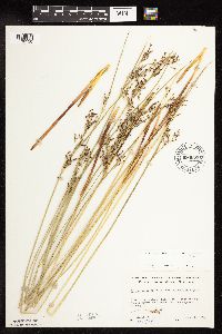 Juncus arcticus var. balticus image