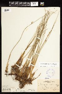 Juncus arcticus var. balticus image