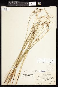 Juncus arcticus var. balticus image