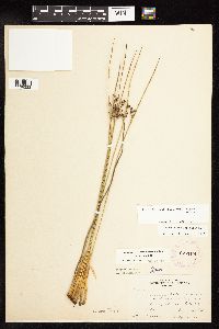Juncus arcticus var. balticus image