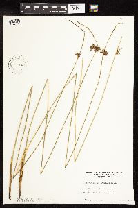 Juncus arcticus var. balticus image