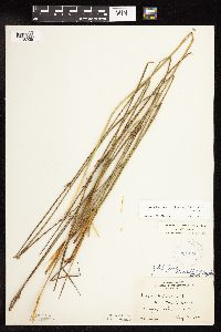 Juncus arcticus var. balticus image