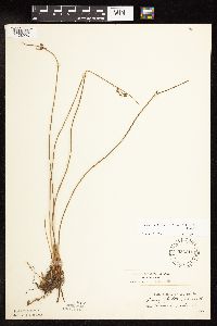 Juncus arcticus var. balticus image