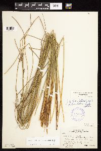 Juncus arcticus var. balticus image
