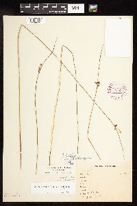 Juncus arcticus var. balticus image