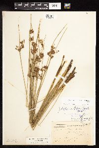 Juncus arcticus var. balticus image