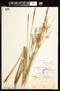 Juncus arcticus var. balticus image