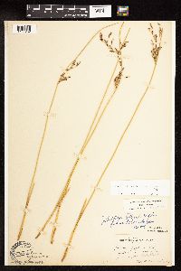 Juncus arcticus var. balticus image
