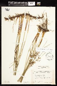 Juncus arcticus var. balticus image