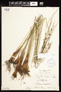 Juncus arcticus var. balticus image