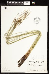 Juncus arcticus var. balticus image