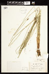 Juncus arcticus var. balticus image