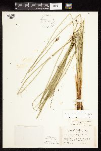 Juncus arcticus var. balticus image