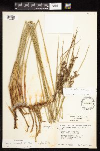 Juncus arcticus var. balticus image