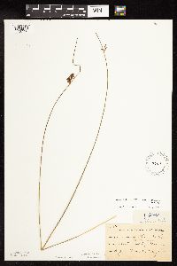 Juncus arcticus var. balticus image