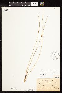 Juncus arcticus var. balticus image