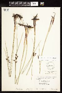 Juncus arcticus var. balticus image