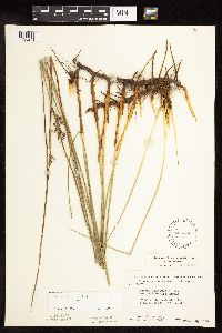 Juncus arcticus var. balticus image