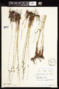 Juncus arcticus var. balticus image