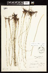 Juncus arcticus var. balticus image