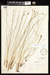 Juncus arcticus var. balticus image