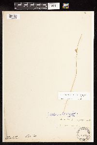 Juncus arcticus var. balticus image