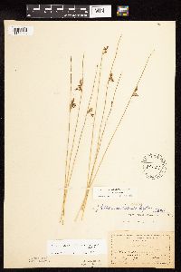 Juncus arcticus var. balticus image