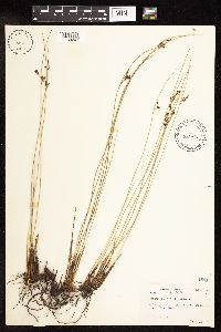 Juncus arcticus var. balticus image