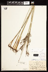 Juncus arcticus var. balticus image