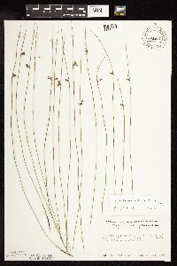 Juncus arcticus var. balticus image