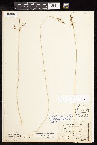 Juncus arcticus var. balticus image