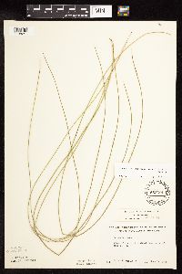 Juncus arcticus var. balticus image