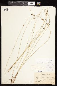 Juncus arcticus var. balticus image