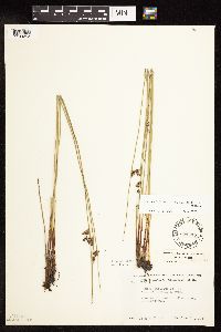 Juncus arcticus var. balticus image