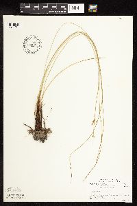 Juncus arcticus var. balticus image