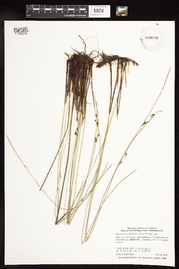 Juncus arcticus image