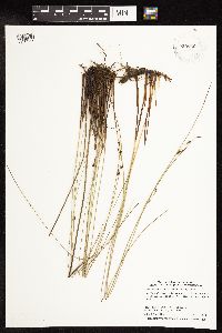 Juncus arcticus var. balticus image