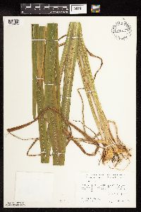 Iris versicolor image