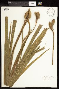 Iris versicolor image
