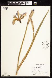 Iris versicolor image