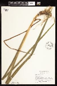 Iris versicolor image