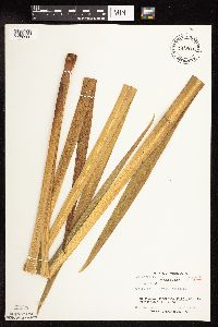 Iris versicolor image