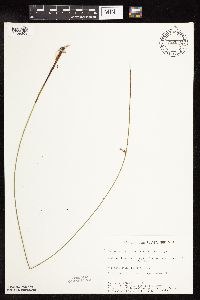 Juncus arcticus var. balticus image