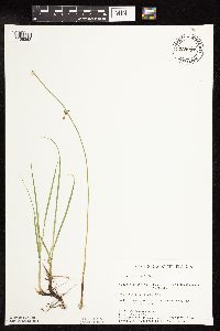 Juncus arcticus var. balticus image