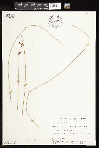 Juncus arcticus var. balticus image