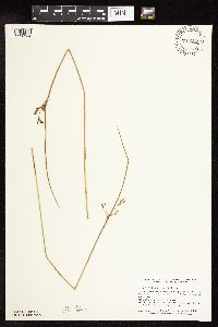 Juncus arcticus var. balticus image