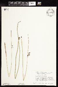 Juncus arcticus var. balticus image
