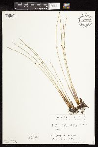 Juncus arcticus var. balticus image