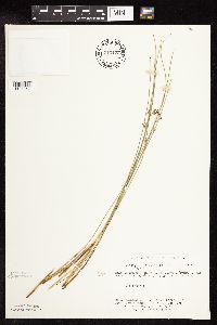 Juncus arcticus var. balticus image